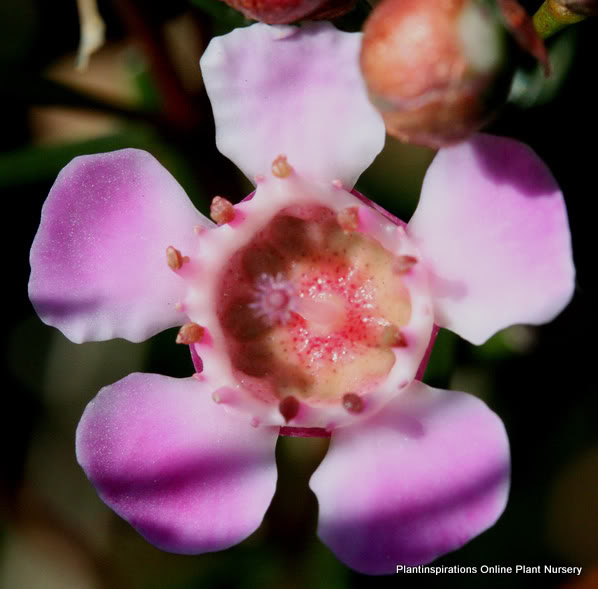 Chamelaucium Uncinatum